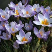 Крокус Зибера Файерфлай (Sieberi Firefly), 25 шт (разбор 5/7)