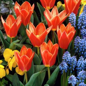 Тюльпан Шекспир (Shakespeare), 10 шт (разбор 11/12) - картинка 1