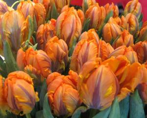 Тюльпан Ирен Пэррот (Irene Parrot), 10 шт (разбор 12/14) - картинка 3