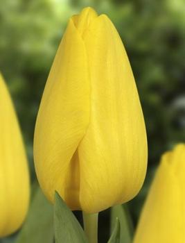 Тюльпан Стронг Голд (Strong Gold), 25 шт - картинка 3