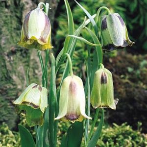 Рябчик Акмопетала (Fritillaria acmopetala), 5 шт (разбор 8/9) - картинка 2