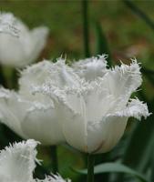 Тюльпан Сван Уинг (Swan Wings), 10 шт (разбор 11/12