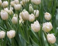 Тюльпан Норс Кэп (North Cap), 10 шт (разбор 11/12)