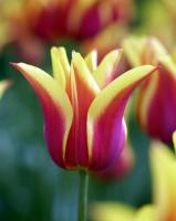 Тюльпан Соннет (Sonnet), 10 шт (разбор 12/14)