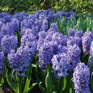 Гиацинт Дельфтс Блю (Delfts Blauw), 3 шт - картинка 2