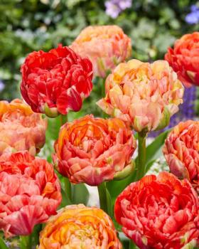 Тюльпан Гудошник Дабл (Gudoshnik Double), 10 шт (разбор 12/14) - картинка 5