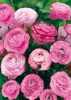 Ранункулюс Авив Роуз (Ranunculus Aviv Rose=Pink), 15 шт (разбор 7/8) - картинка 4