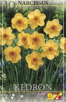 Нарцисс Кедрон (Kedron), 10 шт (разбор 10/12) - картинка 2