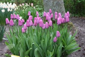 Тюльпан Вайлет Бьюти (Violet Beauty), 10 шт (разбор 12/14) - картинка 2