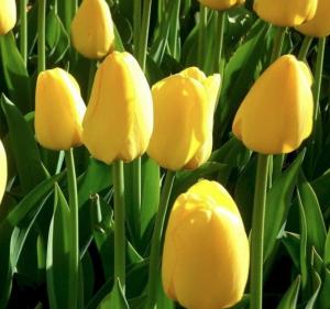 Тюльпан Карактэ (Caractère), 10 шт (разбор 12/14) - картинка 1