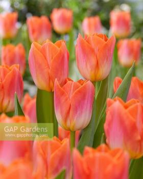 Тюльпан Санрайз Династи (Sunrise Dynasty), 10 шт (разбор 12/14) - картинка 3
