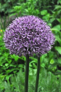 Аллиум Гладиатор (Allium Gladiator), 1 шт (разбор 20/22) - картинка 5