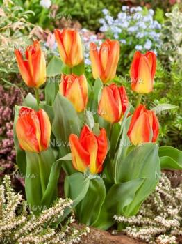 Тюльпан Кандела Фестивал (Candela Festival), 10 шт (разбор 11/12) - картинка 2