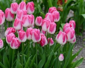 Тюльпан Иннуэндо (Innuendo), 10 шт (разбор 12/14) - картинка 1