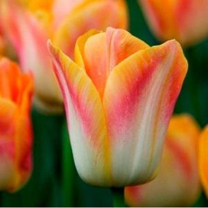 Тюльпан Санрайз Династи (Sunrise Dynasty), 10 шт (разбор 12/14) - картинка 2