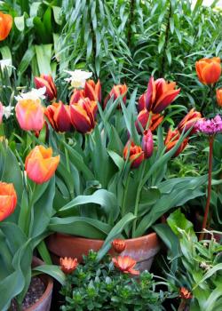 Тюльпан Слава (Slawa), 10 шт (разбор 12/14) - картинка 2