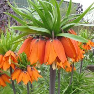 Рябчик императорский Аврора (Fritillaria imperialis Aurora), 1 шт (разбор 22/24) - картинка 1