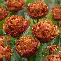 Тюльпан Брауни (Brownie), 5 шт (разбор 12/14)