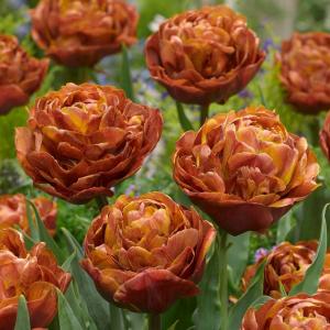 Тюльпан Брауни (Brownie), 5 шт (разбор 12/14) - картинка 6