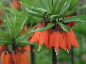 Рябчик императорский Рубра (Fritillaria imperialis Rubra Maxima), 1 шт (разбор 22/24) - картинка 4