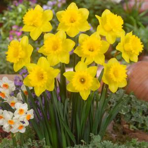 Нарцисс Датч Мастер (Dutch Master), 5 шт (разбор 12/14) - картинка 4