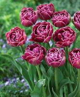 Тюльпан Дрим Тач (Dream Touch), 5 шт (разбор 12/14)