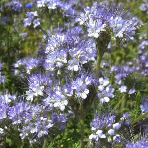 Газон Фацелия, 30 г - картинка 1