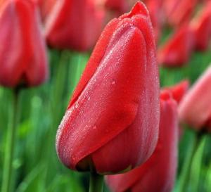 Тюльпан Парад (Parade), 15 шт (разбор 14/16!) - картинка 2