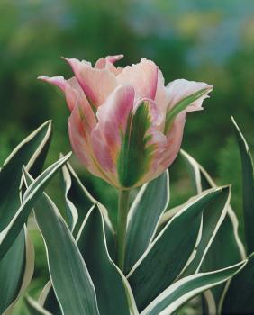 Тюльпан Чайна Таун (China Town), 10 шт (разбор 12/14) - картинка 3