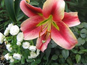 Лилия ОТ-гибрид Олимпик Флейм = Олимпик Тотч (Olympic Flame = Olympic torch), 3 шт (разбор 16/18!) - картинка 4