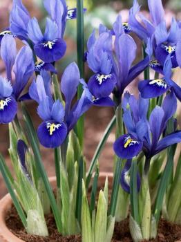 Ирис ретикулата Хармони (Iris reticulata Harmony), 20 шт (разбор 6/7) - картинка 2