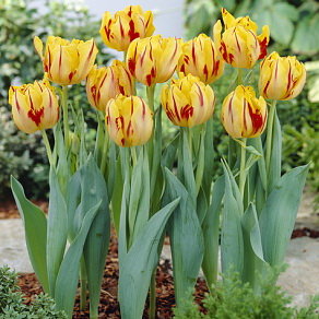 Тюльпан Монселла (Monsella), 10 шт (разбор 11/12) - картинка 1