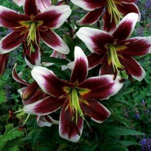 Лилия ОТ-гибрид Мисс Лили (Miss Lily), 3 шт (разбор 16/18!) - картинка 1