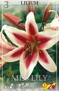 Лилия ОТ-гибрид Мисс Лили (Miss Lily), 3 шт (разбор 16/18!) - картинка 2