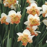 Нарцисс Малли (Mallee), 5 шт (разбор 12/14)