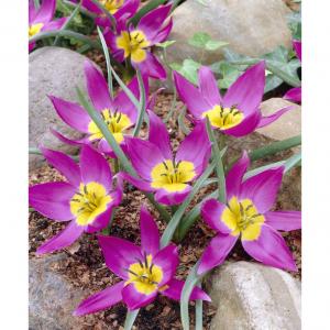 Тюльпан пульчелла Истерн Стар (pulchela Eastern Star), 15 шт - картинка 2