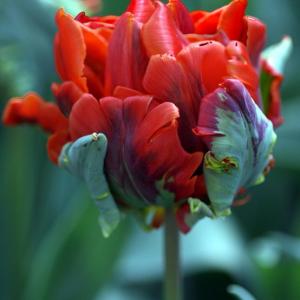 Тюльпан Дабл Рококо (Double Rococo), 10 шт (разбор 12/14) - картинка 2