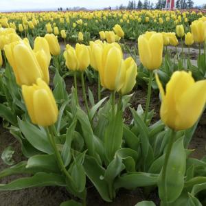 Тюльпан Кандела (Candela), 10 шт  (разбор 11/12) - картинка 3