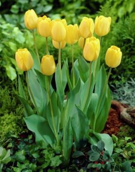 Тюльпан Голден Оксфорд (Golden Oxford), 10 шт (разбор 12/14) - картинка 2