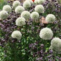 Аллиум Маунт Эверест (Allium Mount Everest), 1 шт (разбор 20/22)