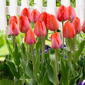 Тюльпан Оранж Ван Эйк (Orange van Eijk), 10 шт (разбор 12/14) - картинка 1