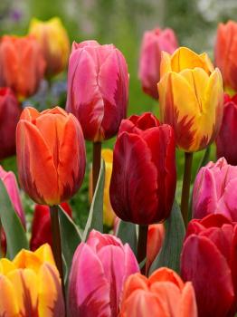 Тюльпан Ройал Флэймс смесь (Royal Flames - Pr.Irene/Pretty Princess/Ravanna), 15 шт - картинка 2