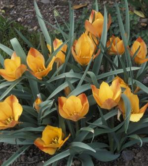 Тюльпан Баталини Брайт Джем (Batalinii Bright Gem), 15 шт - картинка 2