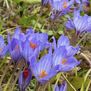 Крокус Специосус Конкерор (Crocus speciosus Conqueror), 20 шт (разбор 5/7) - картинка 4