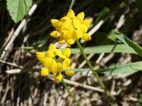 Лядвенец рогатый Солнышко, 0.5 кг