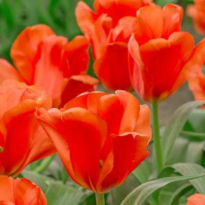 Тюльпан Джаент Оранж Санрайз (Giant Orange Sunrise), 5 шт (разбор 16/18!) - картинка 5
