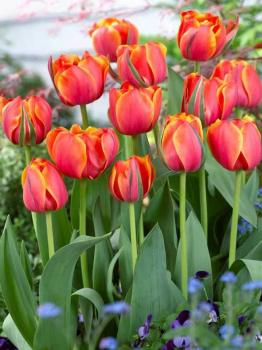 Тюльпан Куинсдей (Queensday), 10 шт (разбор 12/14) - картинка 1