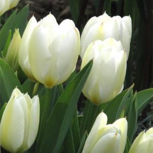 Тюльпан Пуриссима (Purissima), 5 шт (разбор 11/12) - картинка 2