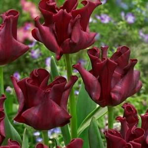 Тюльпан Ред Дресс (Red Dress), 10 шт (разбор 12/14) - картинка 3