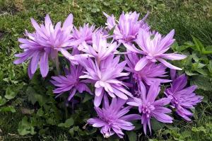 Колхикум Уотерлили (Colchicum Waterlily), 1 шт (разбор 14/16) - картинка 1
